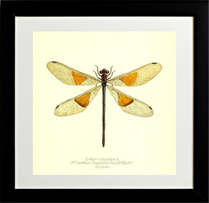 Euthore Mirabilis (female)