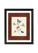 Butterflies 4