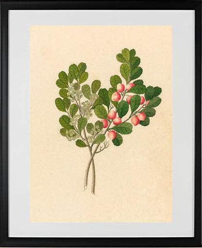 Rhamnus (Cassine Aethiopica)