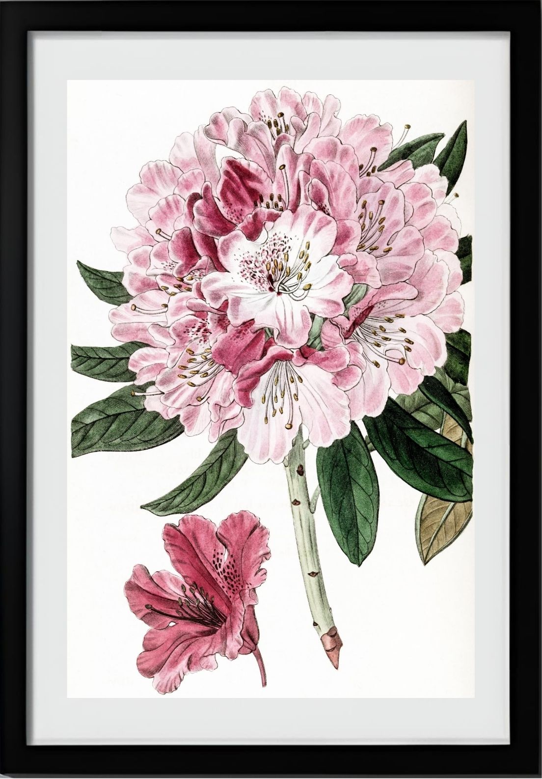 Rhododendron