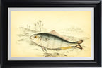 Indian Pilot-Fish