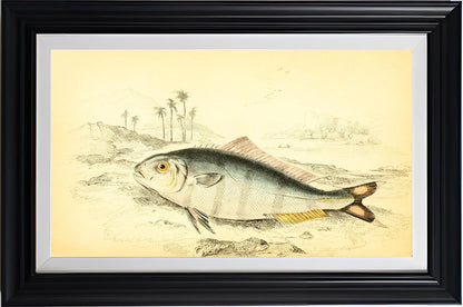 Indian Pilot-Fish