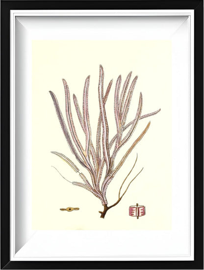 Gorgonia anceps
