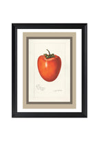 Persimmon