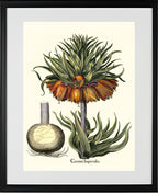 Crown-imperial fritillary