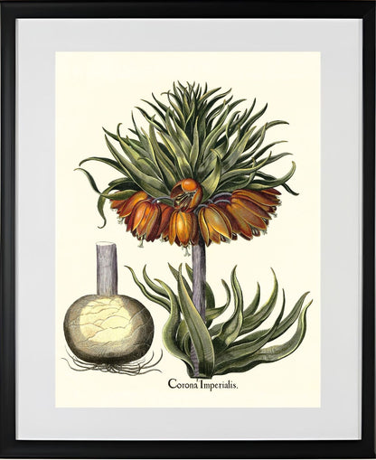 Crown-imperial fritillary