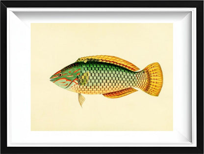 Sparus Decussatus