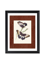 Papilio aegeus