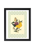 Papilio Pyranthe and Papilio Philea