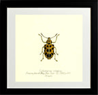 Cydianirus Ornatus