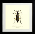 Plectogaster Pectinicornis