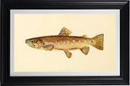 The Brown Trout (Adult Male) Salmo-Fario