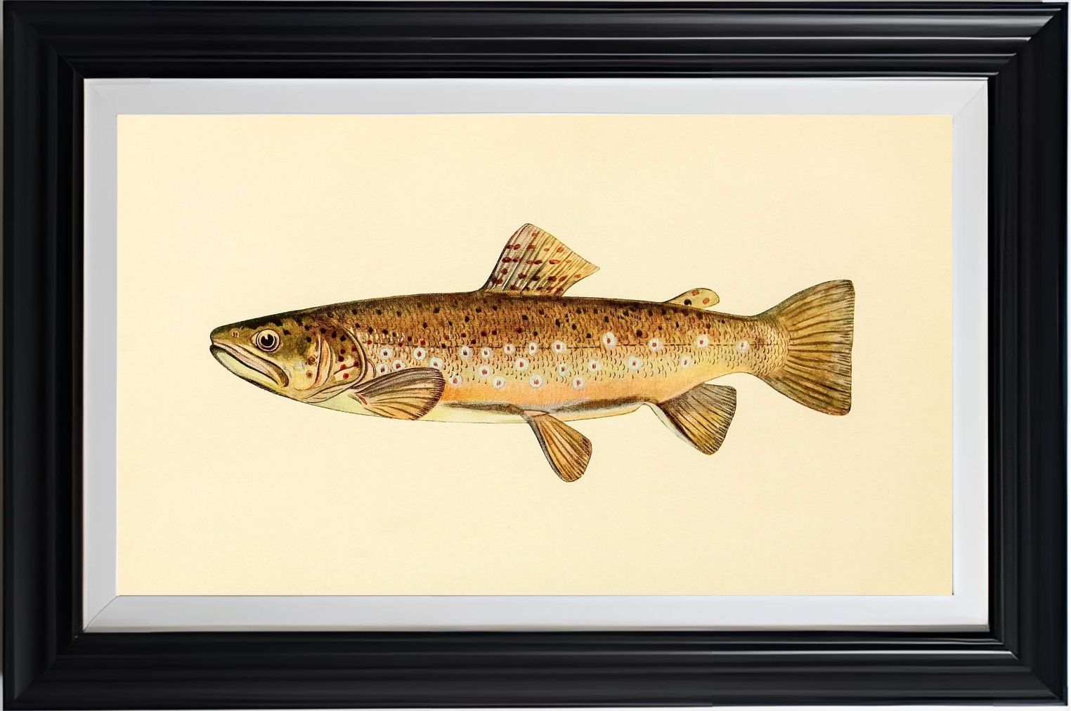 The Brown Trout (Adult Male) Salmo-Fario