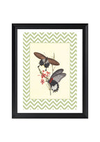 Papilio Coon and Papilio Agener