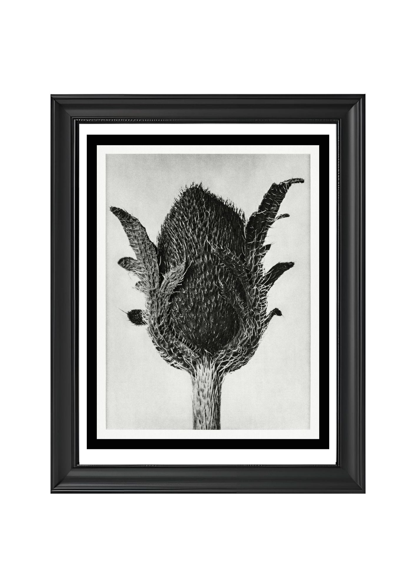 Papaver orientale (Oriental Poppy)