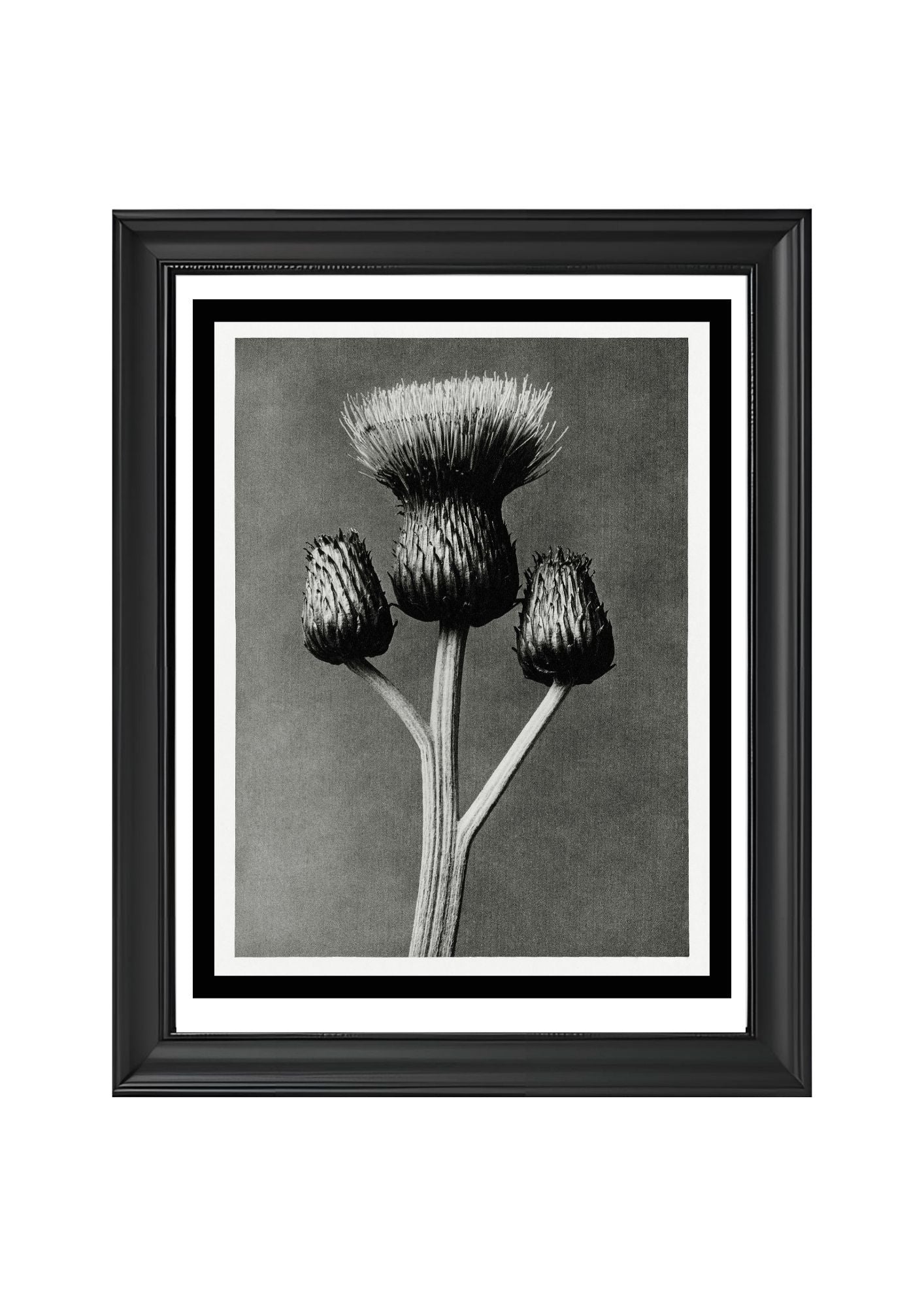 Cirsium Canum (Queen Anne Thistle)