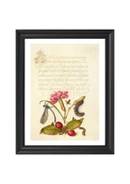 Damselfly, Carnation, Firebug, Caterpillar, Carnelian Cherry, and Centipede