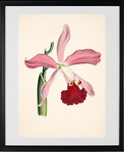 Laelia Elegans