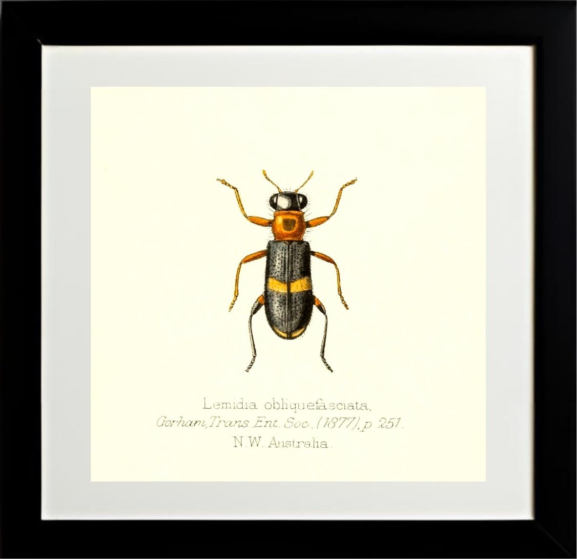 Lemidia Obliquefasciata