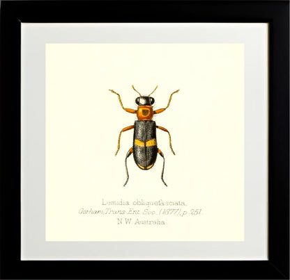 Lemidia Obliquefasciata