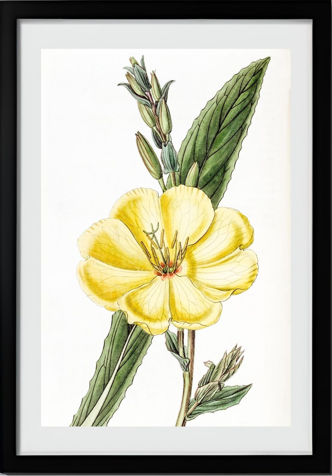Large-Flowered Biennial Evening Primrose