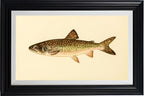 The Great Lake Trout (Adult Male) Christivomer-Namaycush