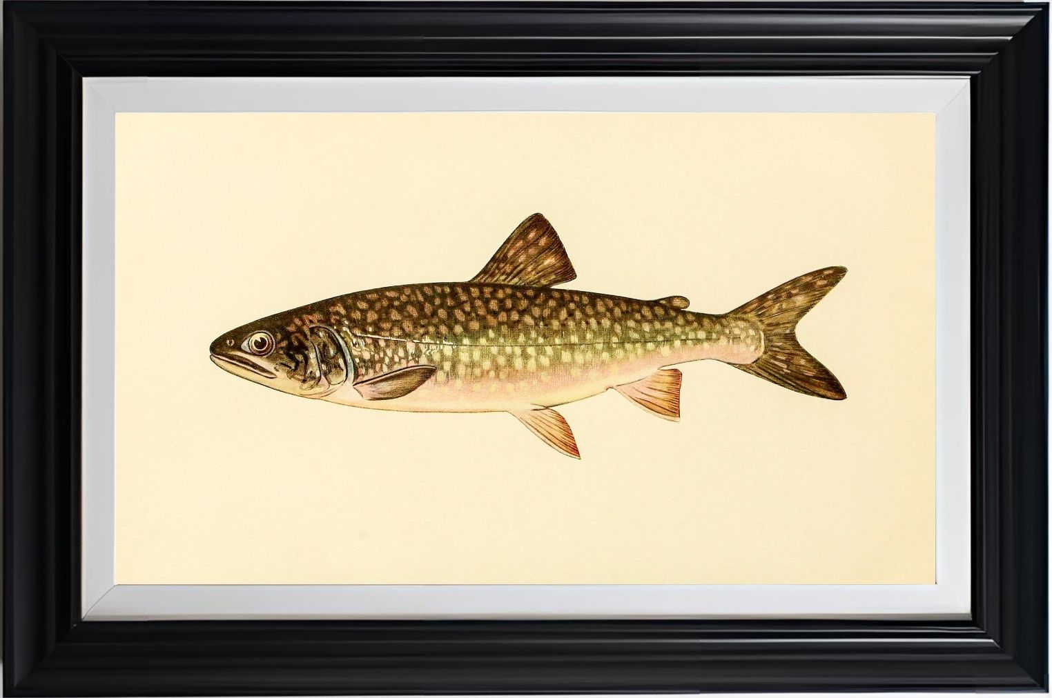 The Great Lake Trout (Adult Male) Christivomer-Namaycush