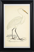 Great White Heron