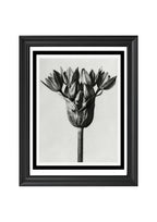 Allium Ostroroskianum (Ornamental Onion)