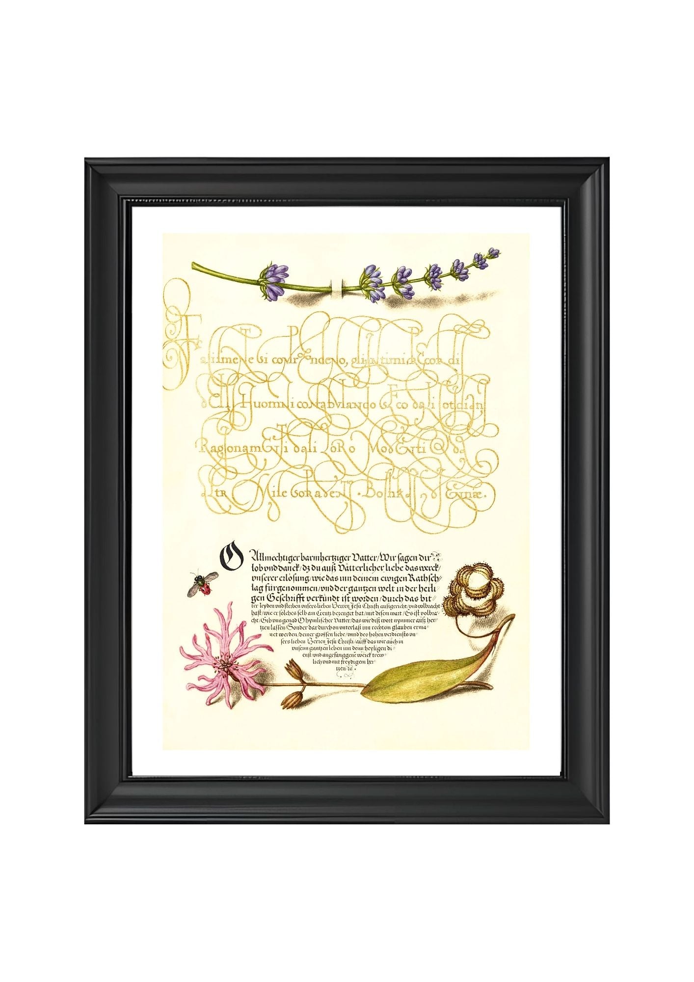 Hyssop, Insect, and Cuckoo Flower