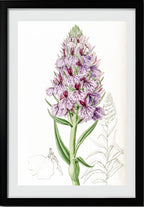 Leafy-Spiked Orchis