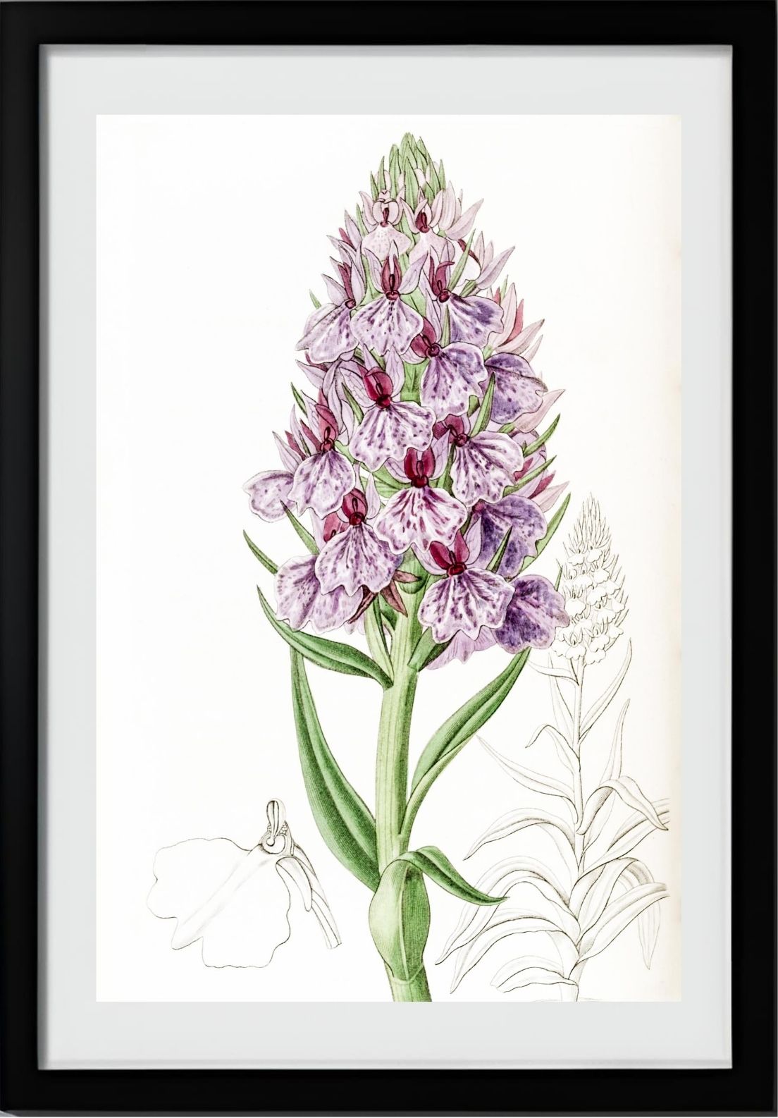 Leafy-Spiked Orchis