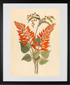 Erythrina, Nov. Specie (Erythrina Humeana)