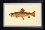 The Brook Trout (Adult Male) Salvelinus-Fontinalis