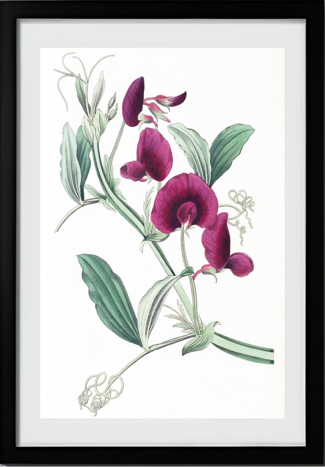 The Tangier Pea