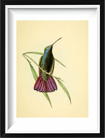 Mango Hummingbird Male
