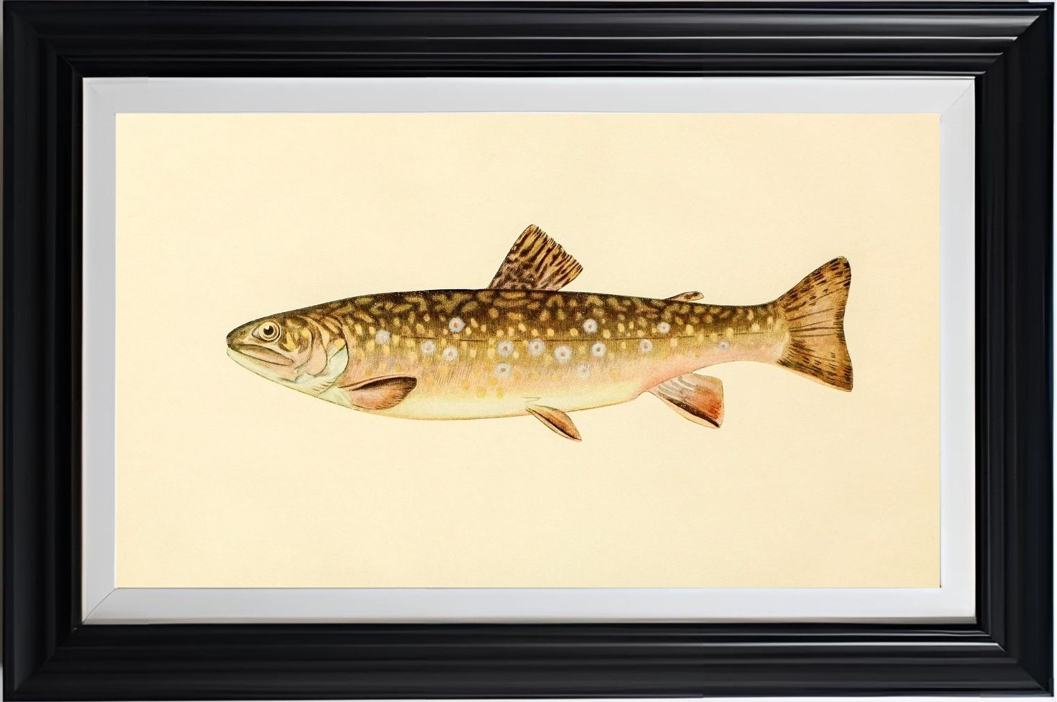 The Brook Trout (Adult Female) Salvelinus-Fontinalis