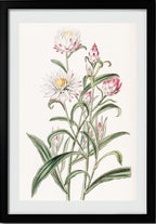 Large-flowered Helichrysum