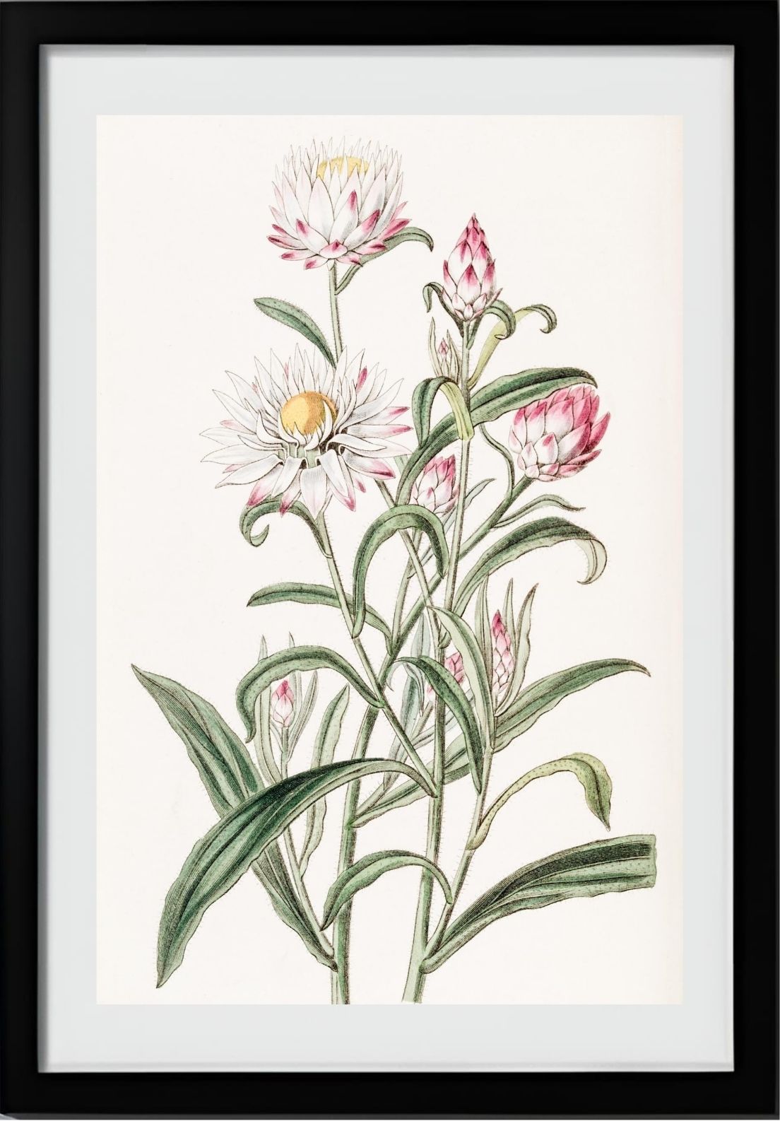 Large-flowered Helichrysum