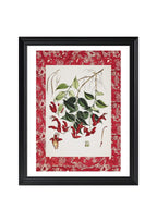 Aeschynanthus Peelii