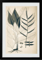 Polybotrya Cervina
