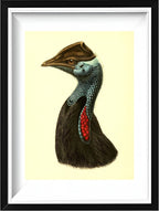 Casuarius Picticollis Hecki