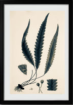 Polypodium Scolopendrioides