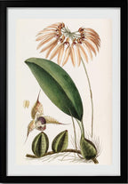 Insular Cirrhopetalum
