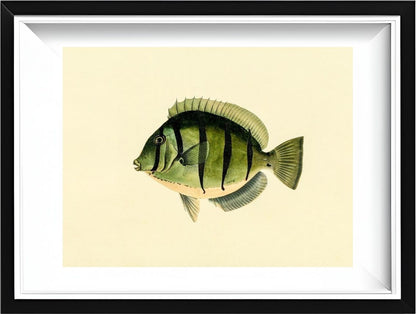 Acanthurus Hirudo