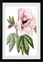 Splendid Hibiscus