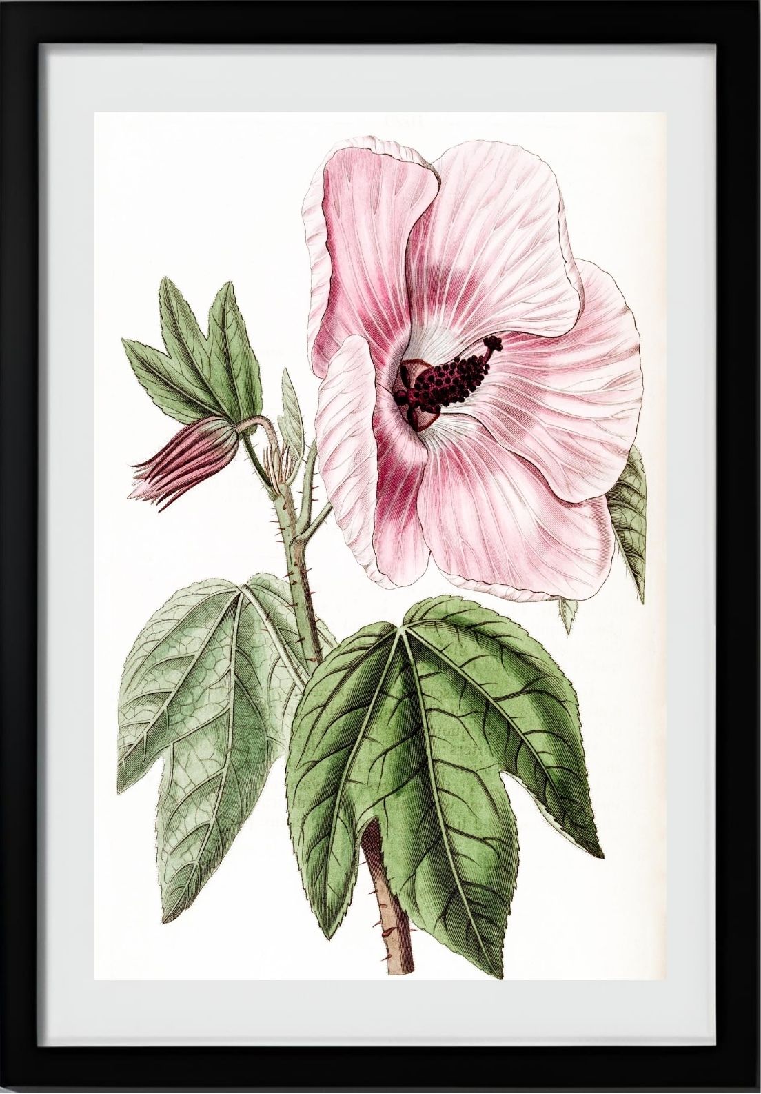 Splendid Hibiscus