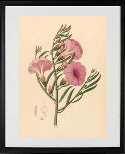 Convolvulus (Ipomoea Oenotheroides)