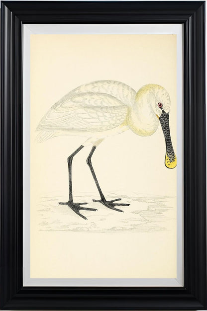 Spoonbill