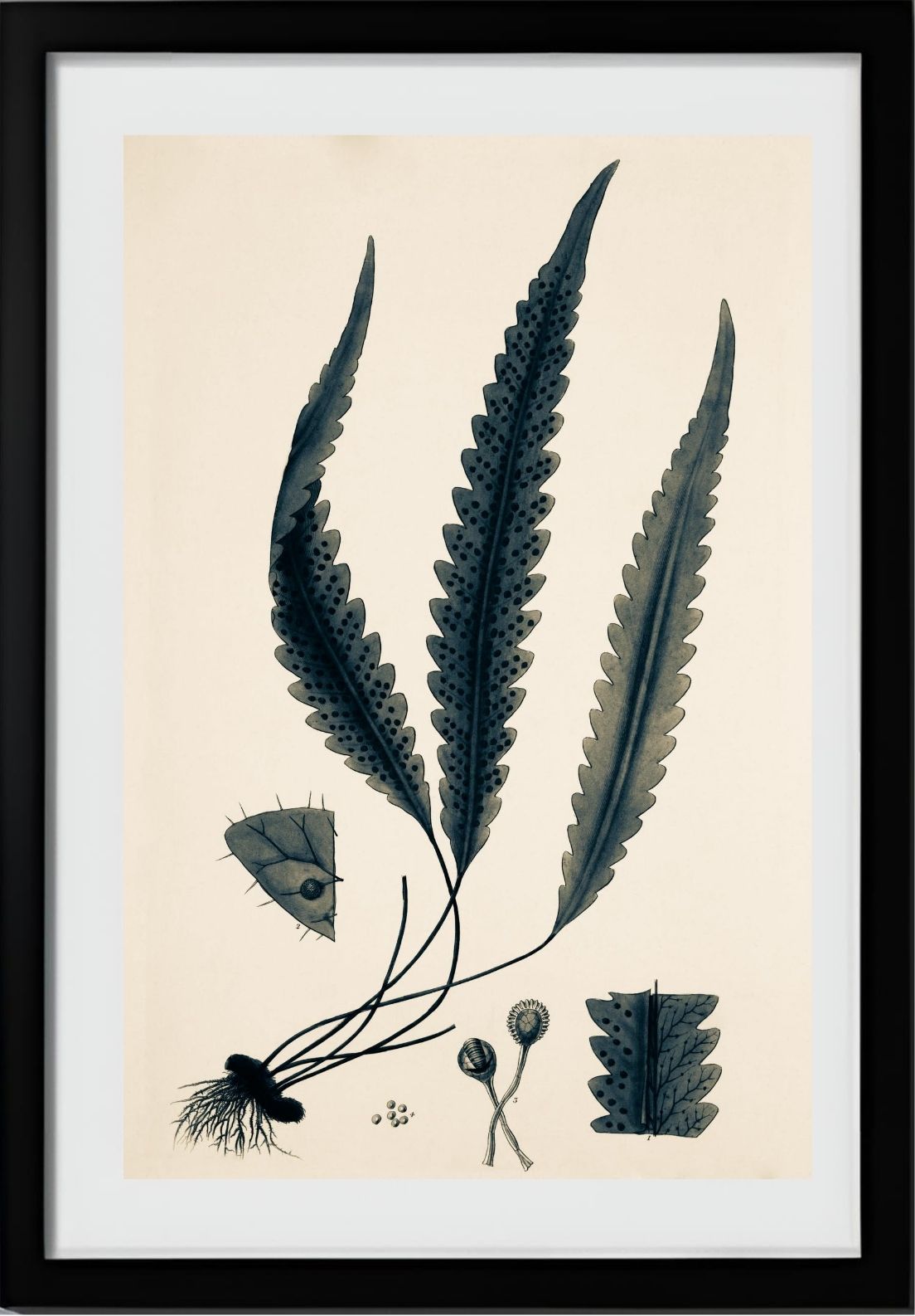 Polypodium Scolopendrioides